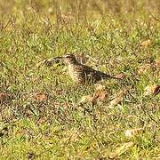 Agulhas Long-billed Lark