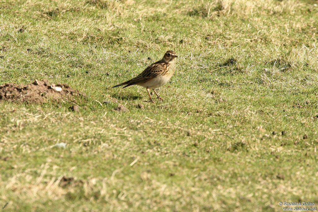 Eurasian Skylarkadult, walking