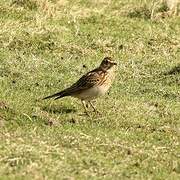 Eurasian Skylark