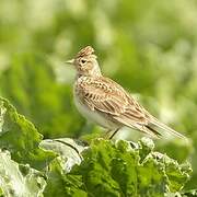 Eurasian Skylark