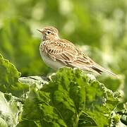 Eurasian Skylark