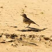 Karoo Lark