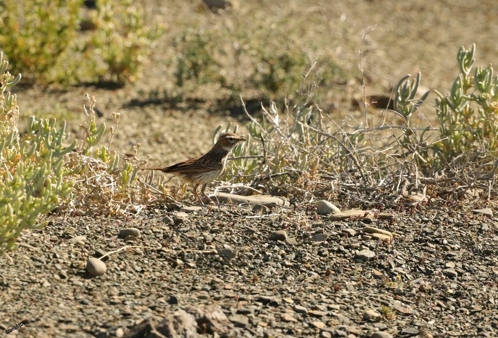 Karoo Larkadult, walking