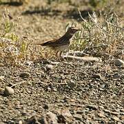 Karoo Lark