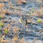 Oriental Skylark