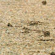 Horned Lark