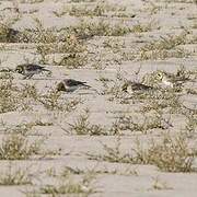 Horned Lark