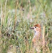 White-winged Lark