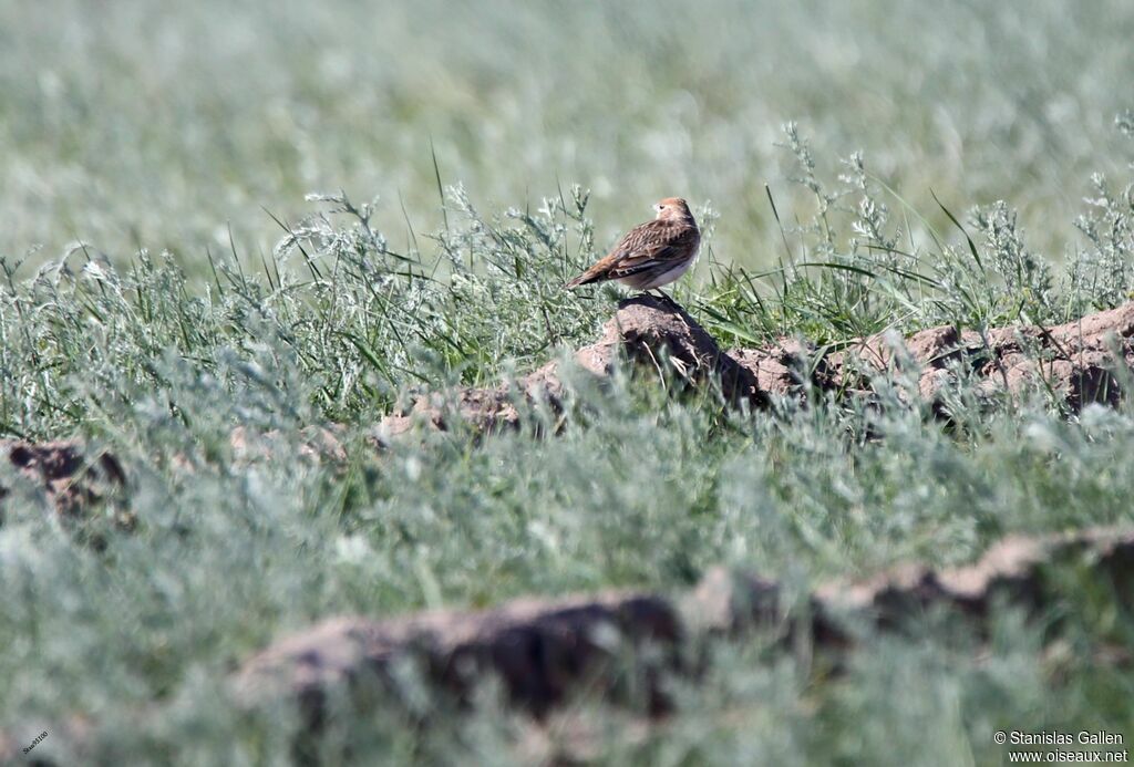 White-winged Larkadult