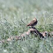 White-winged Lark