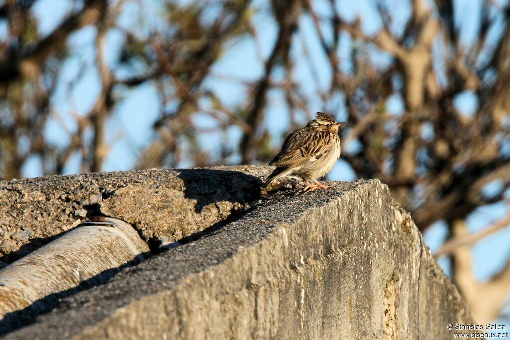 Woodlarkadult