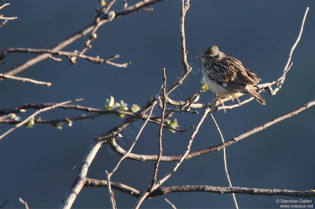 Woodlarkadult