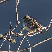 Woodlark