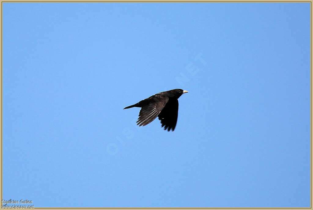 Black Lark male adult breeding, Flight