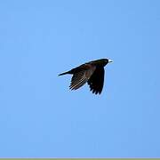 Black Lark