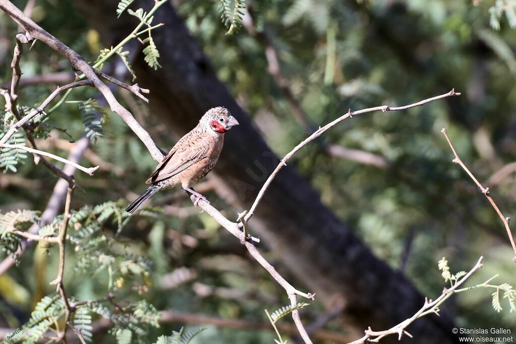 Cut-throat Finch male adult