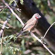 Cut-throat Finch