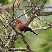 Black-bellied Firefinch