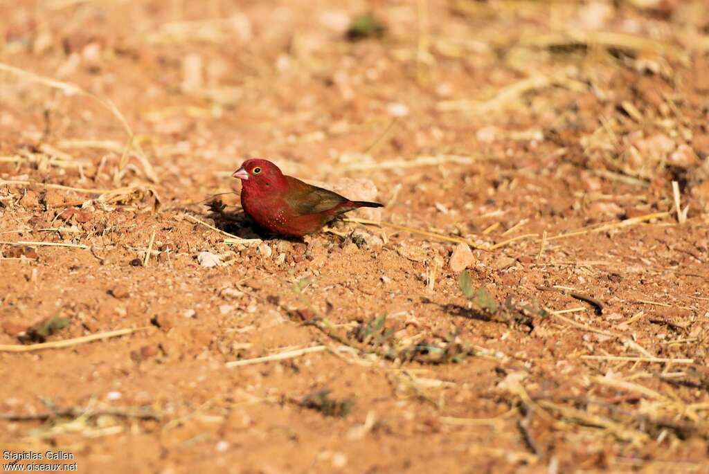 Red-billed Firefinch male adult, eats