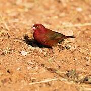 Red-billed Firefinch