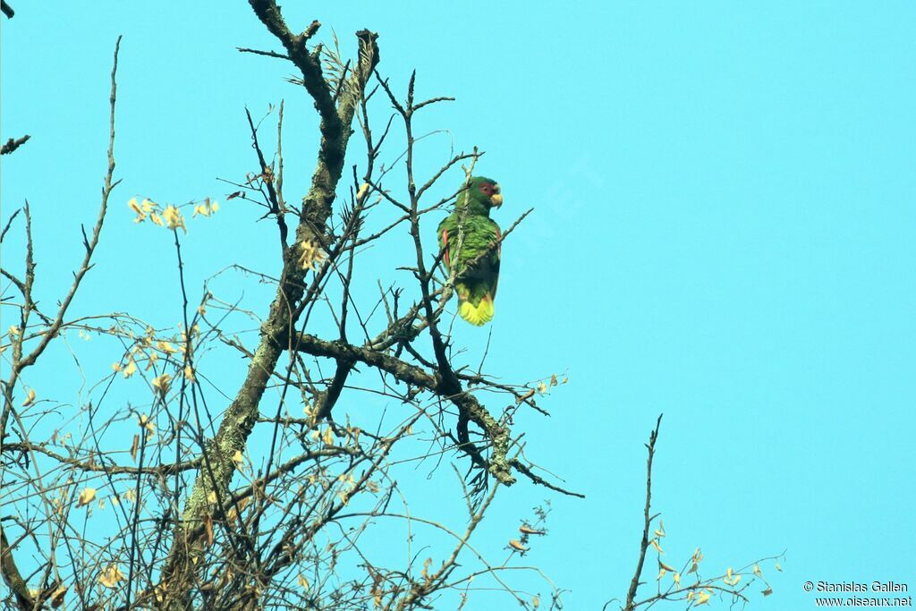 White-fronted Amazonadult