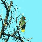 White-fronted Amazon