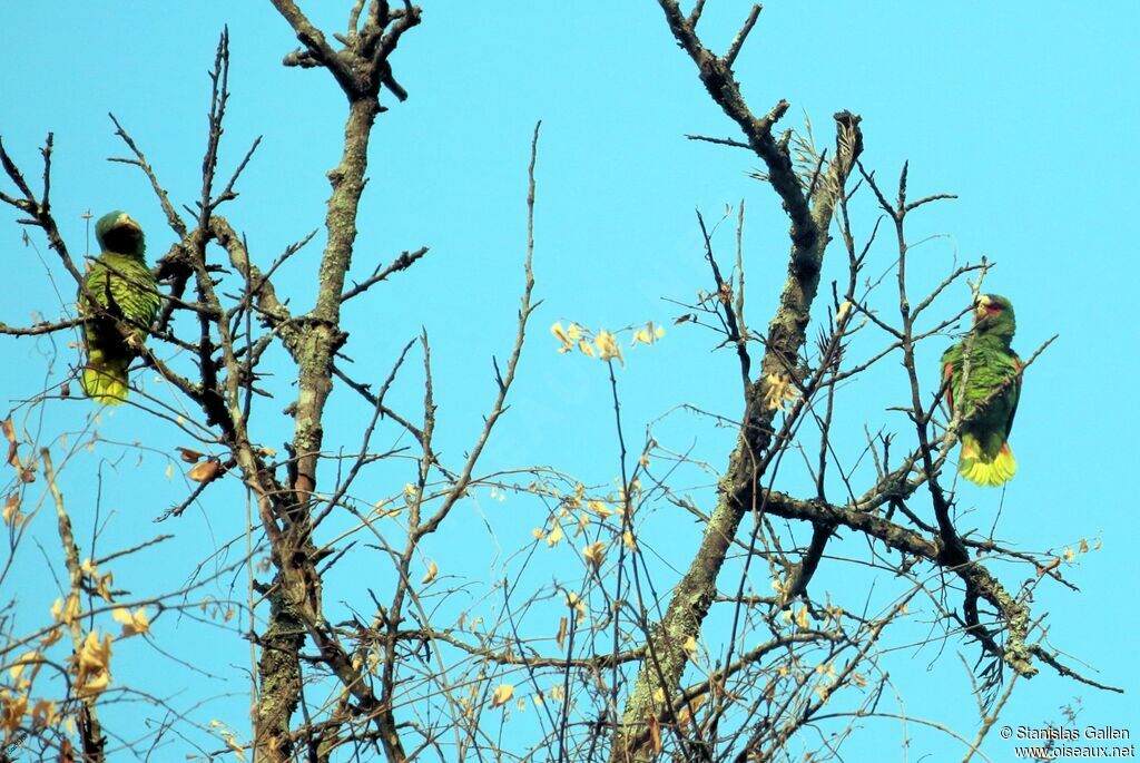 White-fronted Amazonadult