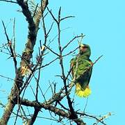 White-fronted Amazon