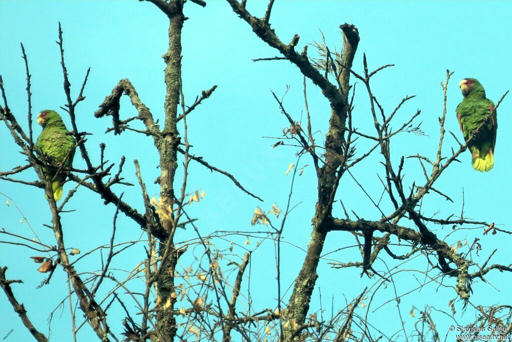 White-fronted Amazonadult