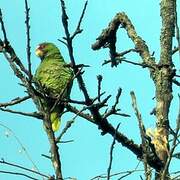 White-fronted Amazon