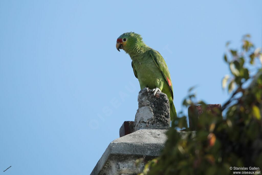 Red-lored Amazonadult