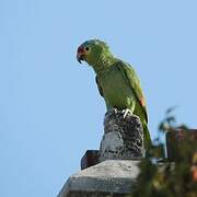 Red-lored Amazon