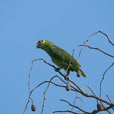 Amazone à lores rouges