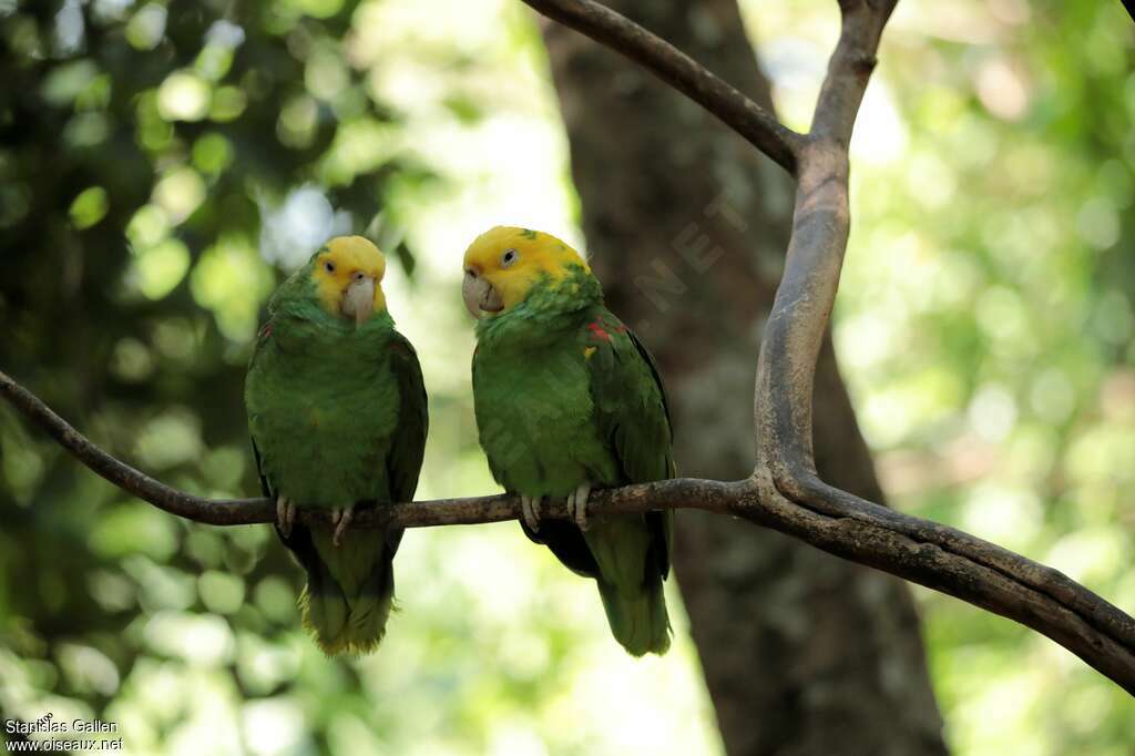 Amazone à tête jauneadulte