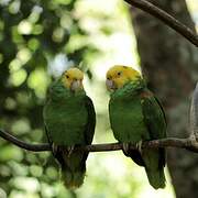 Amazone à tête jaune