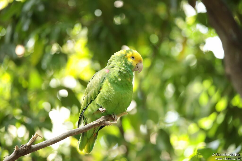 Amazone à tête jauneadulte