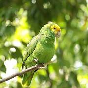 Yellow-headed Amazon