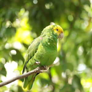 Amazone à tête jaune