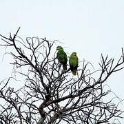 Orange-winged Amazon