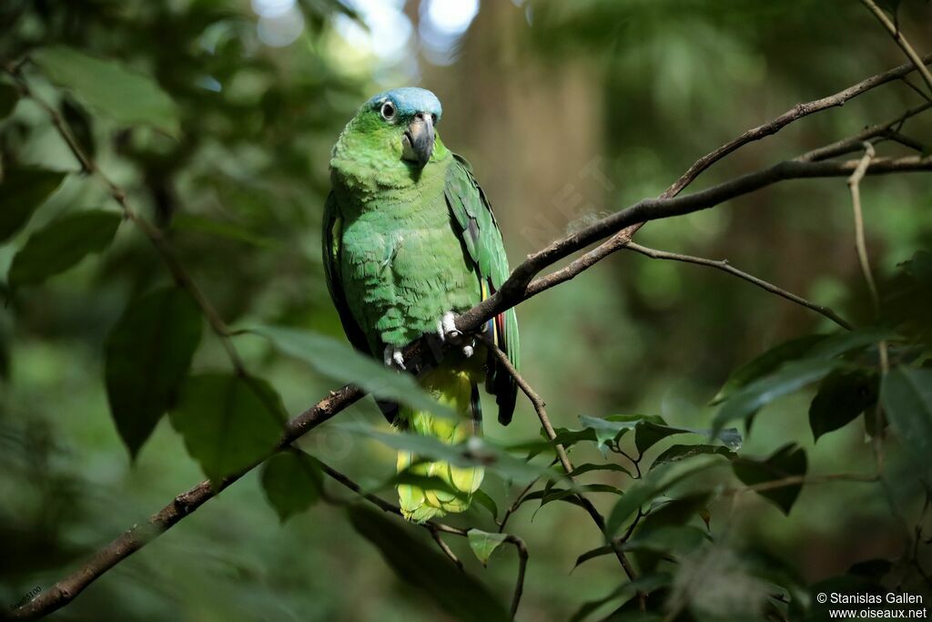 Mealy Amazonadult, identification