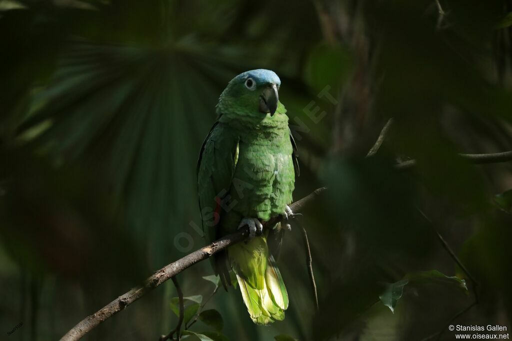 Mealy Amazonadult