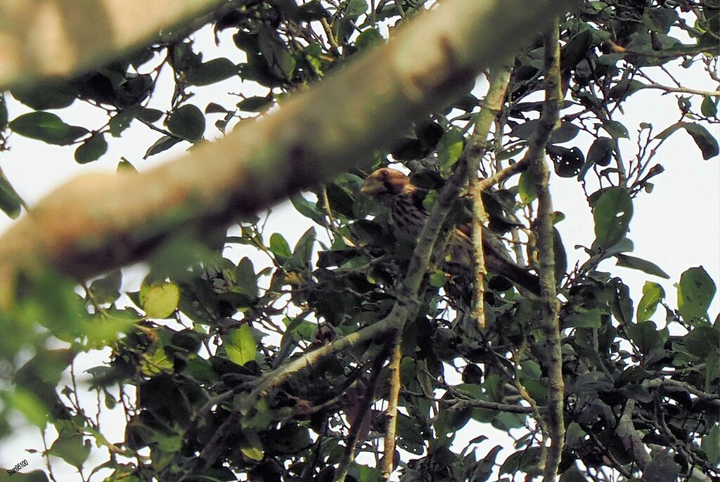 Thick-billed Weaver female adult