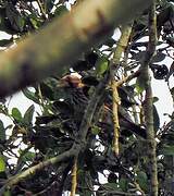 Thick-billed Weaver