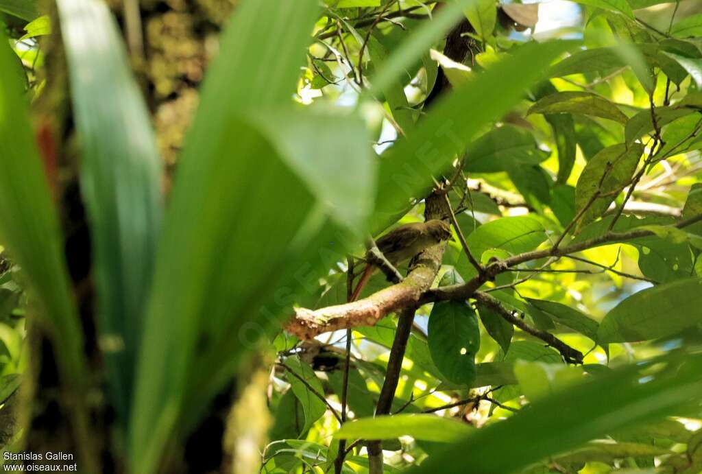 Rufous-rumped Foliage-gleaneradult, habitat