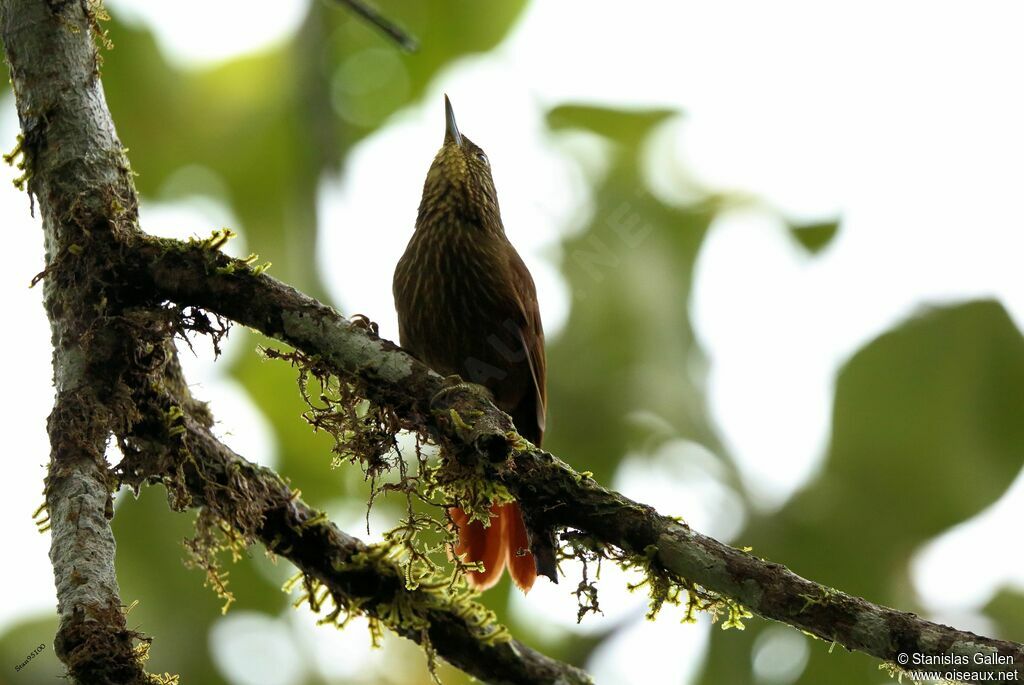 Lineated Foliage-gleaneradult