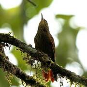 Lineated Foliage-gleaner