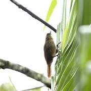 Lineated Foliage-gleaner