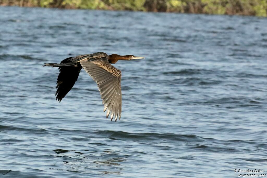 Anhinga d'Afriqueadulte, Vol