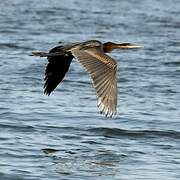 African Darter