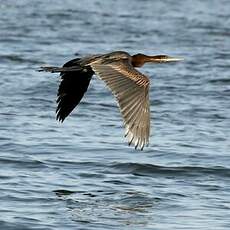 Anhinga d'Afrique